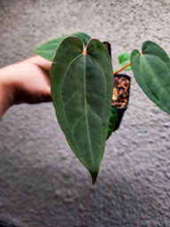 Anthurium Red Spider x Ace of Spades