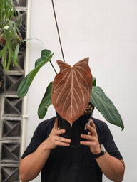 Anthurium HU/King of Spades Butterfly