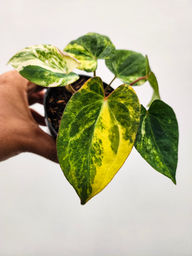 Anthurium Variegated Black Muscle 2-Headed!