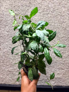 Hoya Walliniana