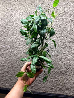 Hoya Walliniana