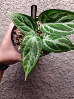 Anthurium Silver Blush Wide Sinus x Self