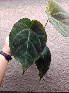 Anthurium Red Spider x Indo Hoffmannii X