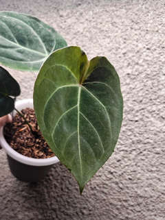 Anthurium Red Spider x Indo Hoffmannii X