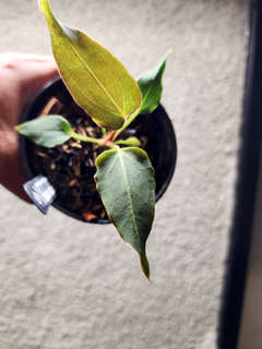 Anthurium Mutated HU/King of Spades Wide Sinus