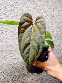 Anthurium RLFS x (Ace of Spades x BVEP)