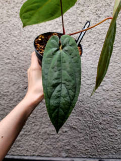 Anthurium Ace of Spades x Red Vein Dark Phoenix