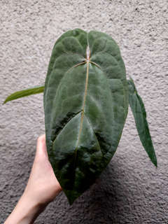 Anthurium Ace of Spades x Red Vein Dark Phoenix
