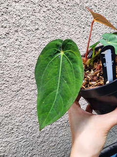 Anthurium Nawasena (Dressleri x Goliath)