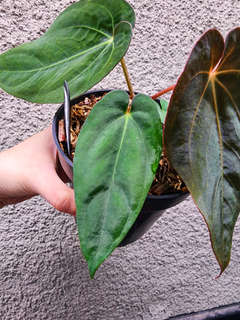 Anthurium Nawasena (Dressleri x Goliath)