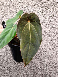 Anthurium Nawasena (Dressleri x Goliath)