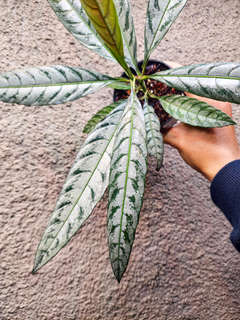Leea sp. Asmat Silver
