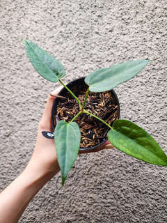 Anthurium Mutated Moodeanum x Red Vein Dark Phoenix