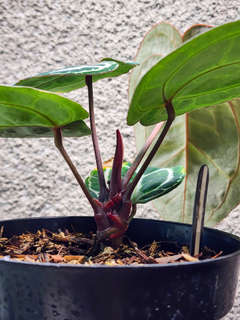 Anthurium Mojang Geulis Closed Sinus (Red Diamond)