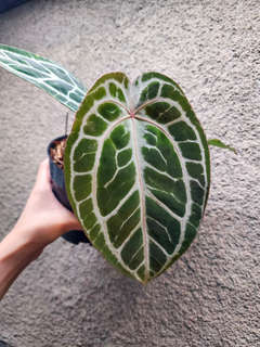 Anthurium Mojang Geulis Closed Sinus (Red Diamond)