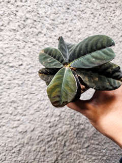 Labisia sp. Sarawak Dark Form