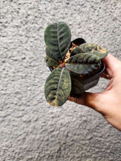 Labisia sp. Sarawak Dark Form