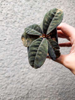 Labisia sp. Sarawak Dark Form