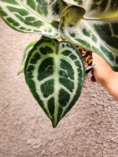Anthurium Red Tiger x SKG Silver