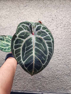 Anthurium Doc Block Red Crystallinum x NSE Red Crystallinum