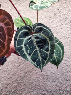Anthurium Doc Block Red Crystallinum x NSE Red Crystallinum
