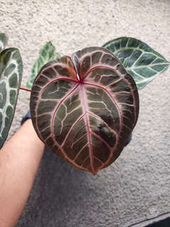 Anthurium Doc Block Red Crystallinum x NSE Red Crystallinum