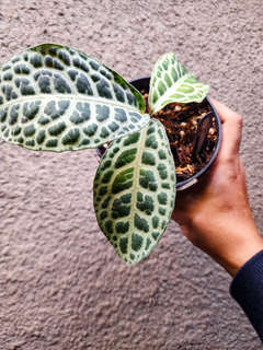 Labisia sp. Jangkang Turtleback white form