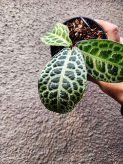 Labisia sp. Jangkang Turtleback white form