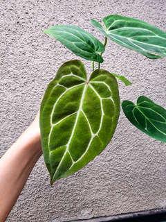 Anthurium Bigfoot x Red Spider