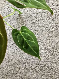 Anthurium Bigfoot x Red Spider