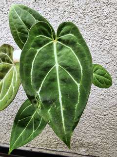Anthurium Bigfoot x Red Spider