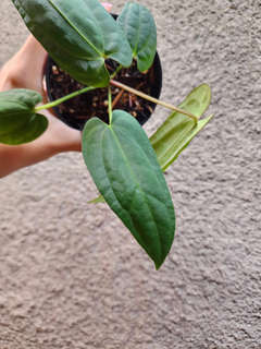 Anthurium RLFS x (Ace of Spades x BVEP)