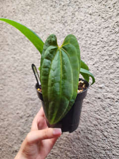 Anthurium RLFS x (Ace of Spades x BVEP)