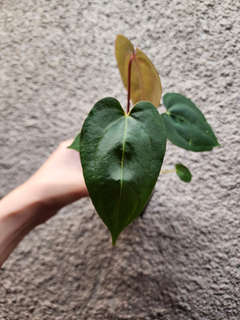 Anthurium Red Spider x Ace of Spades