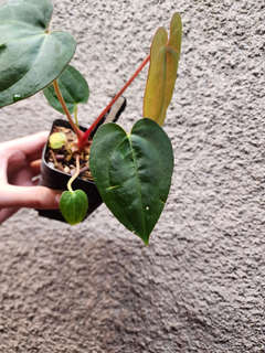Anthurium Red Spider x Ace of Spades