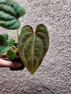 Anthurium Red Spider x Ace of Spades
