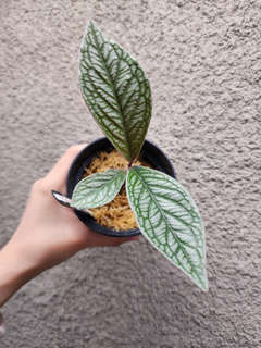 Labisia sp. Vietnam Corrugated Platinum