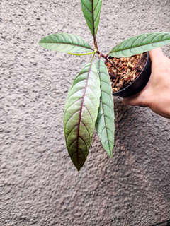 Leea sp. Timika Platinum