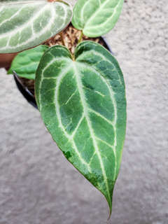 Anthurium (BVIT x Michelle) x HURC