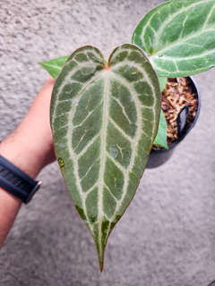 Anthurium (BVIT x Michelle) x HURC