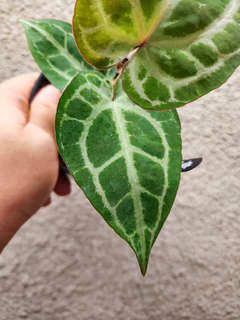 Anthurium (BVIT x Michelle) x HURC