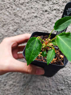 Anthurium Sp. Trilobe x (Muchlis x Portillae)