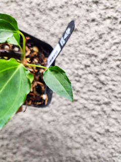 Anthurium Sp. Trilobe x (Muchlis x Portillae)