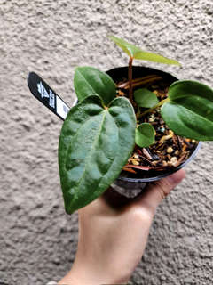 Anthurium Red Dress (Dressleri x Red Spider)