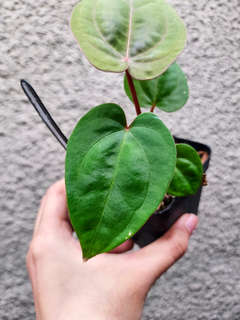 Anthurium Red Dress (Dressleri x Red Spider)