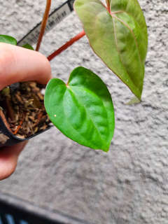 Anthurium Red Dress (Dressleri x Red Spider)