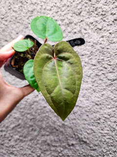 Anthurium Red Dress (Dressleri x Red Spider)