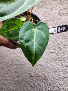 Anthurium Bigfoot x Dresslerii