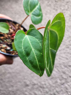Anthurium Bigfoot x Dresslerii