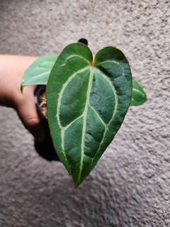Anthurium Bigfoot x Dresslerii